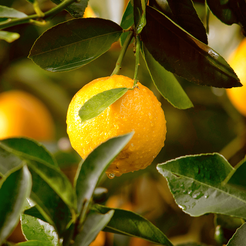 Zest for Life Drive Scent Refill